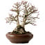 Acer palmatum Shishigashira, 37 cm, ± 35 jaar oud, met een nebari van 24 cm