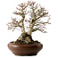 Acer palmatum Shishigashira, 37 cm, ± 35 years old, with a nebari of 24 cm