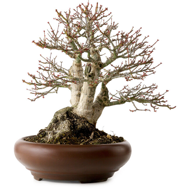 Acer palmatum Shishigashira, 37 cm, ± 35 jaar oud, met een nebari van 24 cm