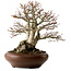 Acer palmatum Shishigashira, 37 cm, ± 35 anni, con nebari di 24 cm