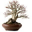 Acer palmatum Shishigashira, 37 cm, ± 35 años, con un nebari de 24 cm.