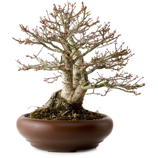 Acer palmatum Shishigashira, 37 cm, ± 35 ans, avec un nebari de 24 cm