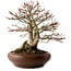 Acer palmatum Shishigashira, 37 cm, ± 35 jaar oud, met een nebari van 24 cm