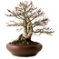 Acer palmatum Shishigashira, 37 cm, ± 35 Jahre alt, mit einem Wurzelhals von 24 cm