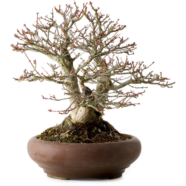 Acer palmatum Shishigashira, 37 cm, ± 35 anni, con nebari di 24 cm