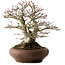Acer palmatum Shishigashira, 37 cm, ± 35 jaar oud, met een nebari van 24 cm