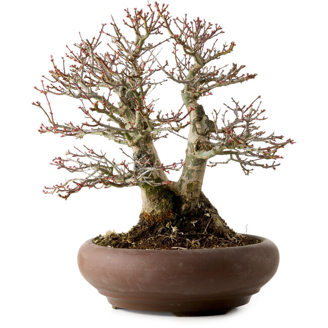 Acer palmatum Shishigashira, 37 cm, ± 35 ans, avec un nebari de 24 cm