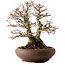 Acer palmatum Shishigashira, 37 cm, ± 35 ans, avec un nebari de 24 cm