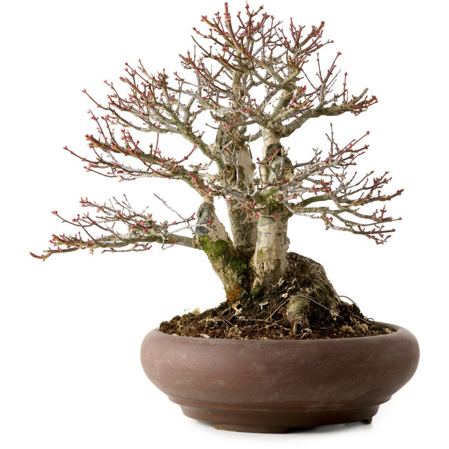 Acer palmatum Shishigashira, 37 cm, ± 35 jaar oud, met een nebari van 24 cm