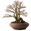 Acer palmatum Shishigashira, 37 cm, ± 35 anni, con nebari di 24 cm