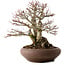 Acer palmatum Shishigashira, 37 cm, ± 35 años, con un nebari de 24 cm.
