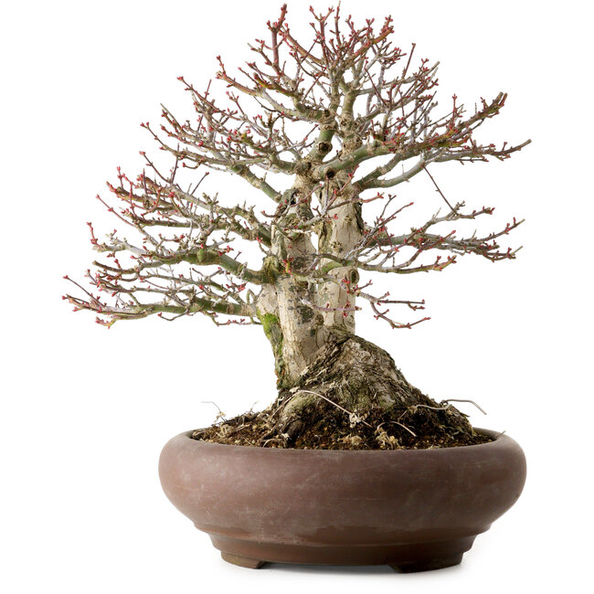 Acer palmatum Shishigashira, 37 cm, ± 35 jaar oud, met een nebari van 24 cm