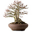 Acer palmatum Shishigashira, 37 cm, ± 35 ans, avec un nebari de 24 cm