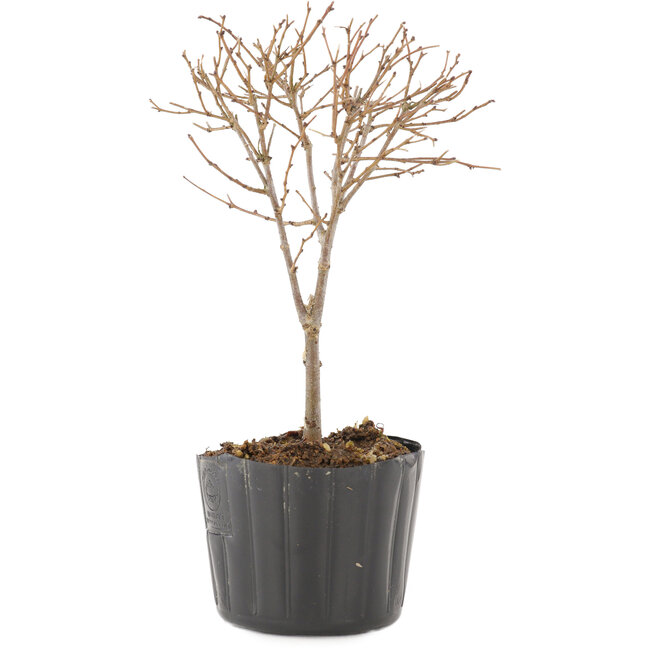 Zelkova serrata, 14 cm, ± 3 ans