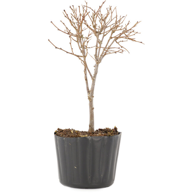 Zelkova serrata, 14 cm, ± 3 Jahre alt