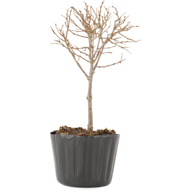 Zelkova serrata, 14 cm, ± 3 ans