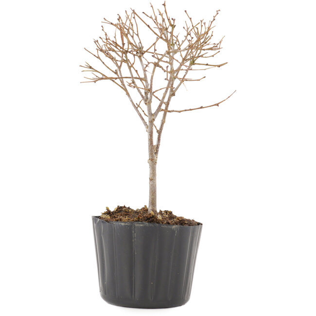 Zelkova serrata, 14 cm, ± 3 años