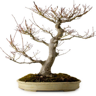 Yamafusa Acer palmatum, 47 cm, ± 40 años de edad