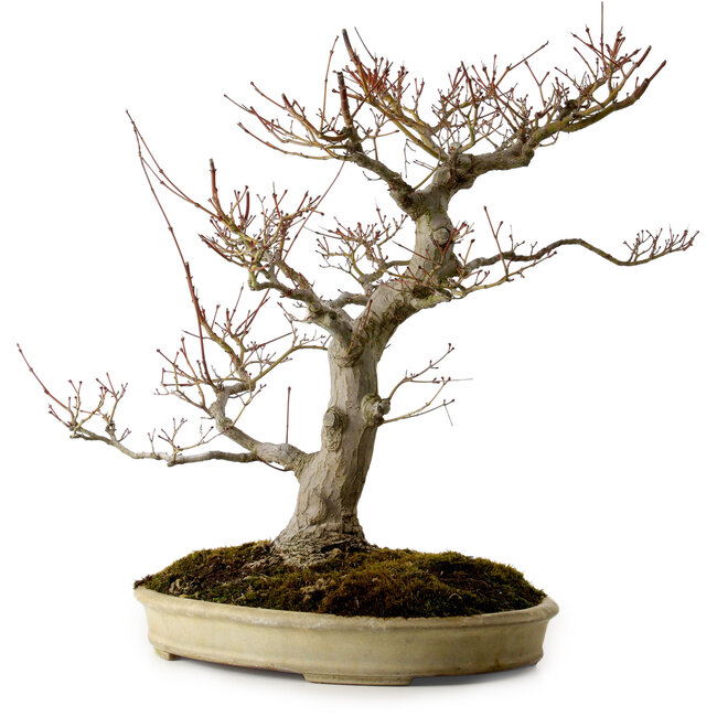 Acer palmatum, 47 cm, ± 40 jaar oud, met een nebari van 18 cm, in een handgemaakte Japanse pot van Yamafusa.