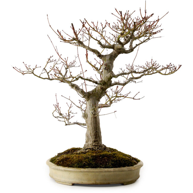 Acer palmatum, 47 cm, ± 40 jaar oud, met een nebari van 18 cm, in een handgemaakte Japanse pot van Yamafusa.