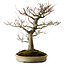Acer palmatum, 47 cm, ± 40 jaar oud, met een nebari van 18 cm, in een handgemaakte Japanse pot van Yamafusa.