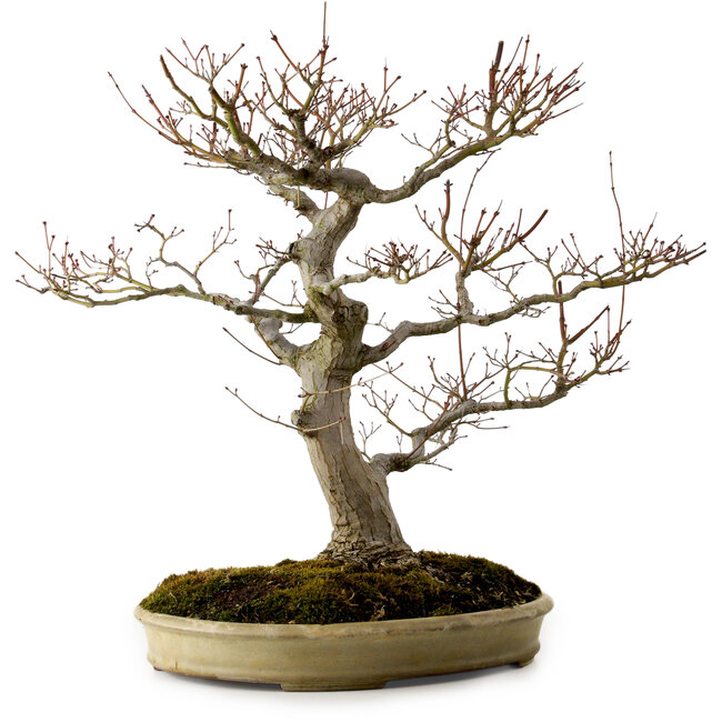 Acer palmatum, 47 cm, ± 40 jaar oud, met een nebari van 18 cm, in een handgemaakte Japanse pot van Yamafusa.
