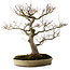 Acer palmatum, 47 cm, ± 40 jaar oud, met een nebari van 18 cm, in een handgemaakte Japanse pot van Yamafusa.