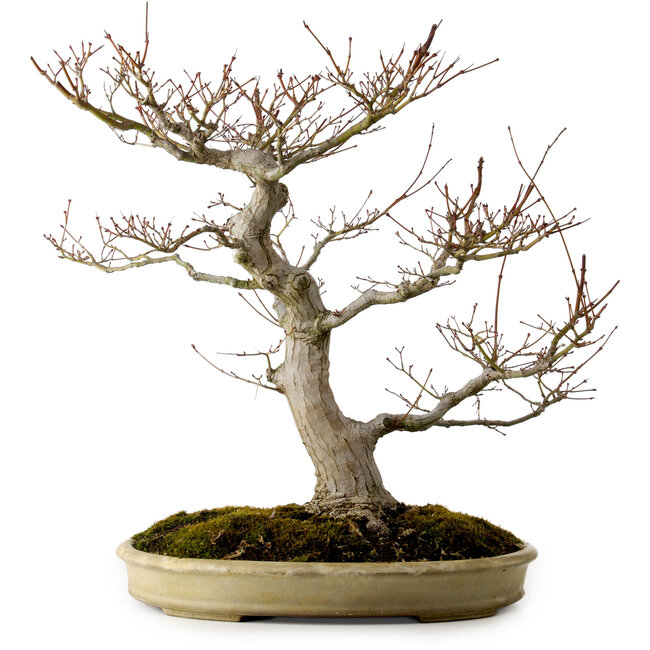 Acer palmatum, 47 cm, ± 40 jaar oud, met een nebari van 18 cm, in een handgemaakte Japanse pot van Yamafusa.