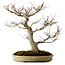 Acer palmatum, 47 cm, ± 40 jaar oud, met een nebari van 18 cm, in een handgemaakte Japanse pot van Yamafusa.