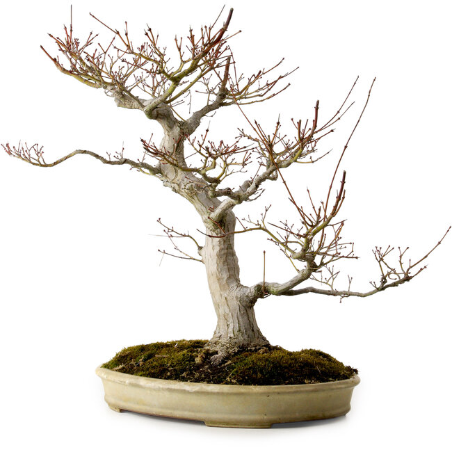 Acer palmatum, 47 cm, ± 40 jaar oud, met een nebari van 18 cm, in een handgemaakte Japanse pot van Yamafusa.