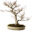 Acer palmatum, 47 cm, ± 40 años, con un nebari de 18 cm, en una maceta japonesa hecha a mano por Yamafusa.