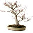 Acer palmatum, 47 cm, ± 40 jaar oud, met een nebari van 18 cm, in een handgemaakte Japanse pot van Yamafusa.