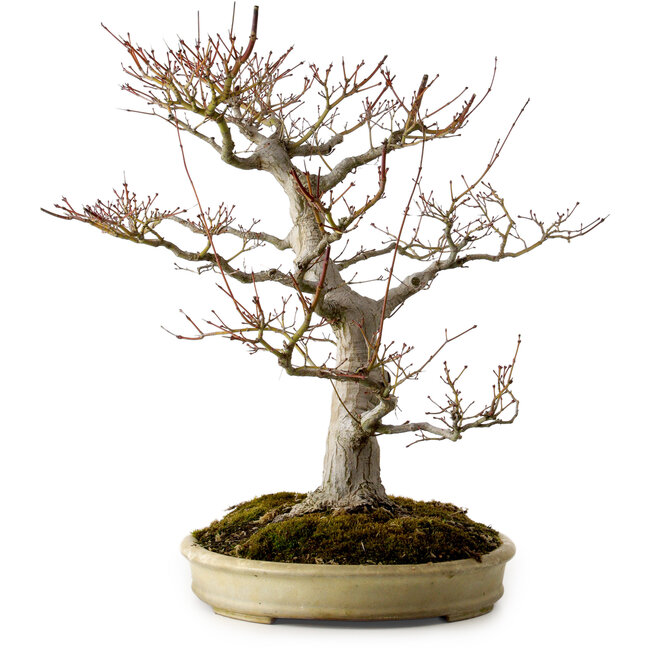 Acer palmatum, 47 cm, ± 40 jaar oud, met een nebari van 18 cm, in een handgemaakte Japanse pot van Yamafusa.