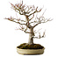 Acer palmatum, 47 cm, ± 40 anni, con nebari di 18 cm, in vaso giapponese fatto a mano da Yamafusa