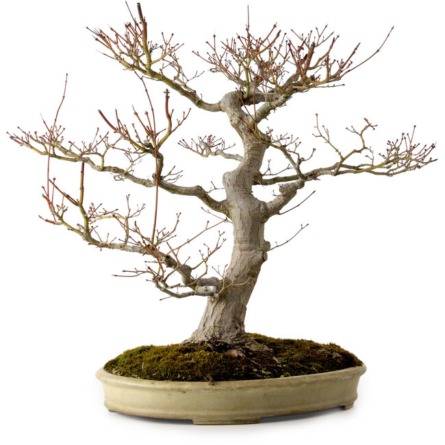 Acer palmatum, 47 cm, ± 40 ans, avec un nebari de 18 cm, dans un pot japonais fait main par Yamafusa