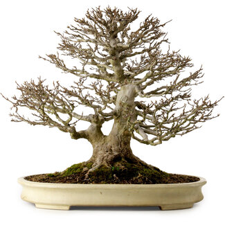 Yamafusa Acer buergerianum, 41 cm, ± 40 anni