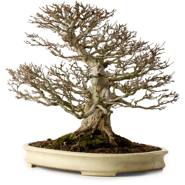 Acer buergerianum, 41 cm, ± 40 anni, con nebari di 22 cm, in un vaso giapponese fatto a mano da Yamafusa con una crepa