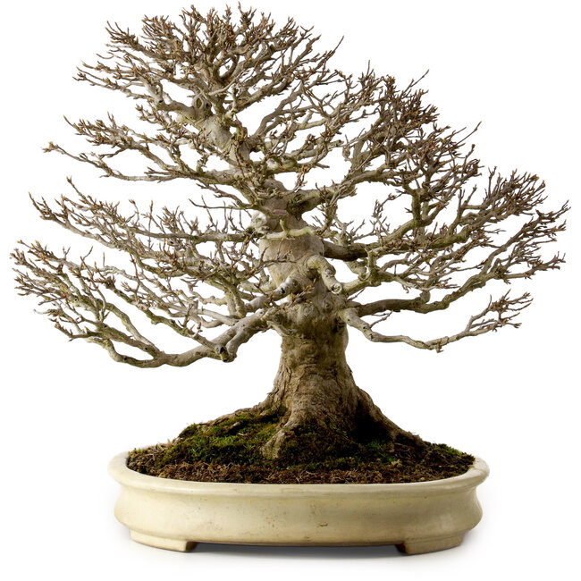 Acer buergerianum, 41 cm, environ 40 ans, avec un nebari de 22 cm, dans un pot japonais artisanal de Yamafusa présentant une fissure.