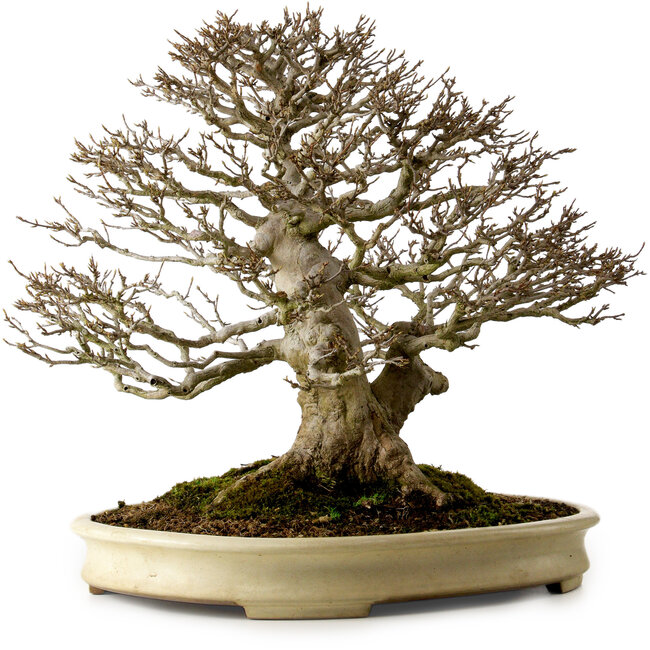 Acer buergerianum, 41 cm, ± 40 anni, con nebari di 22 cm, in un vaso giapponese fatto a mano da Yamafusa con una crepa