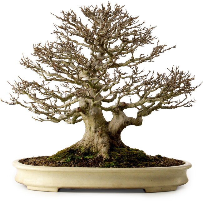 Acer buergerianum, 41 cm, environ 40 ans, avec un nebari de 22 cm, dans un pot japonais artisanal de Yamafusa présentant une fissure.