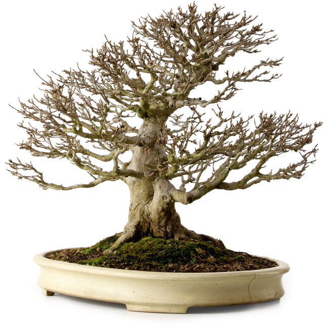 Acer buergerianum, 41 cm, ca. 40 Jahre alt, mit einem Wurzelhals von 22 cm, in einem handgefertigten japanischen Topf von Yamafusa mit einem Riss