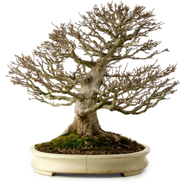 Acer buergerianum, 41 cm, ± 40 anni, con nebari di 22 cm, in un vaso giapponese fatto a mano da Yamafusa con una crepa