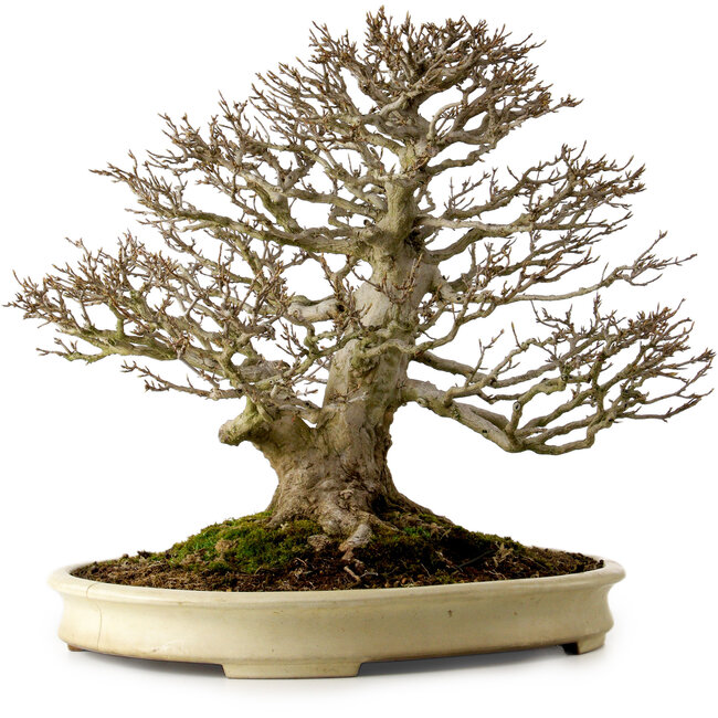 Acer buergerianum, 41 cm, ± 40 anni, con nebari di 22 cm, in un vaso giapponese fatto a mano da Yamafusa con una crepa