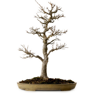 Reiho Acer buergerianum, 62 cm, ± 35 anni