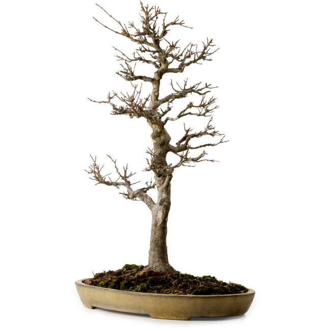 Acer buergerianum, 62 cm, ± 35 jaar oud, met een nebari van 18 cm, in een handgemaakte Japanse pot van Reiho met een barst.