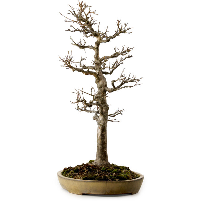 Acer buergerianum, 62 cm, ca. 35 Jahre alt, mit einem Wurzelhals von 18 cm, in einem handgefertigten japanischen Topf von Reiho mit einem Riss