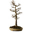 Acer buergerianum, 62 cm, ± 35 years old, with a nebari of 18 cm, in a handmade Japanese pot by Reiho with a crack