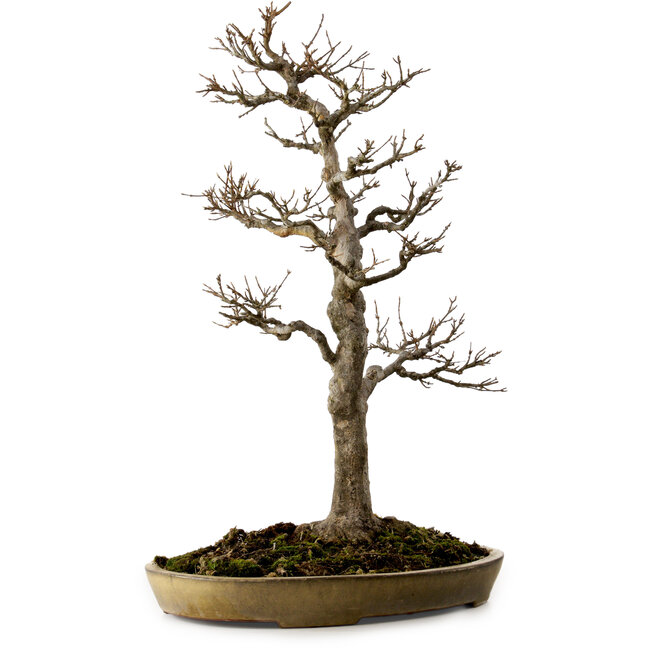 Acer buergerianum, 62 cm, ca. 35 Jahre alt, mit einem Wurzelhals von 18 cm, in einem handgefertigten japanischen Topf von Reiho mit einem Riss