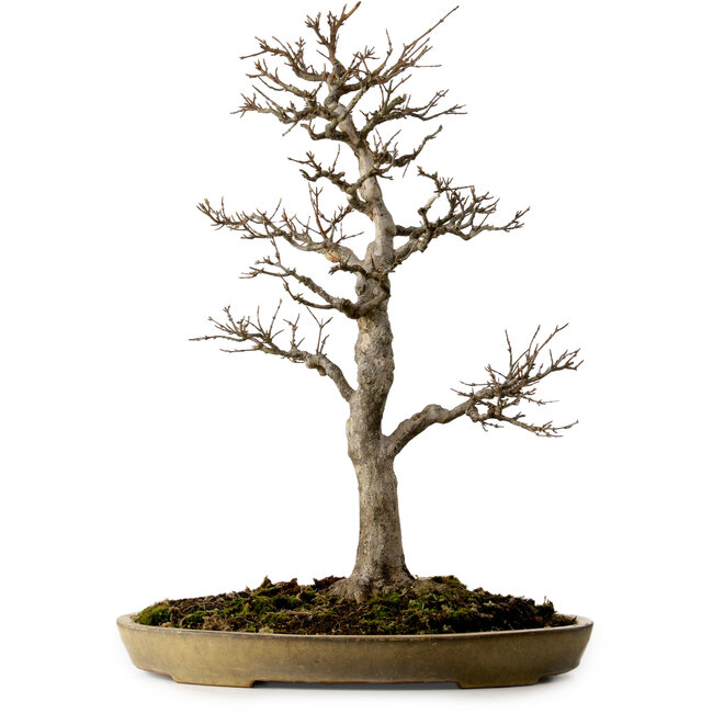 Acer buergerianum, 62 cm, ± 35 anni, con nebari di 18 cm, in un vaso giapponese fatto a mano da Reiho con una crepa