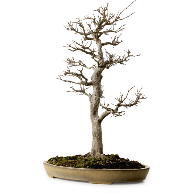 Acer buergerianum, 62 cm, environ 35 ans, avec un nebari de 18 cm, dans un pot japonais artisanal de Reiho présentant une fissure.